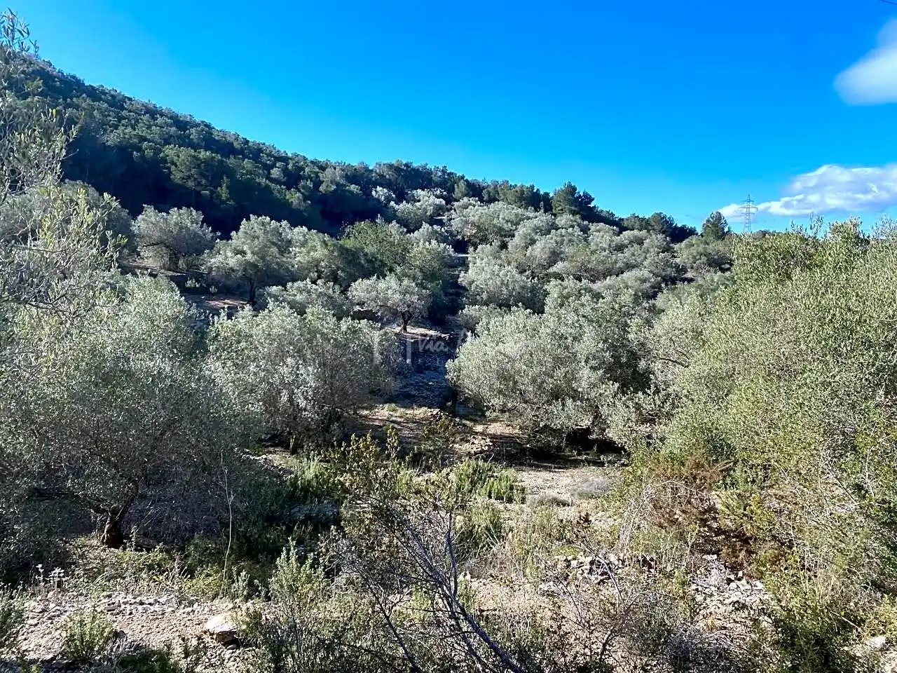 Terreno rustico in vendita a Aubachs, imagen 23