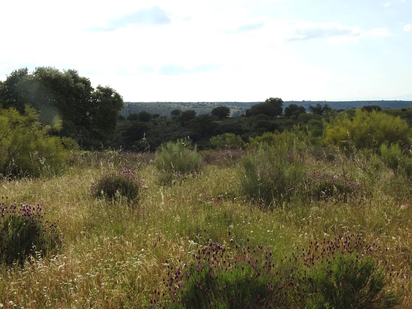 Land for sale in Belvís de la Jara