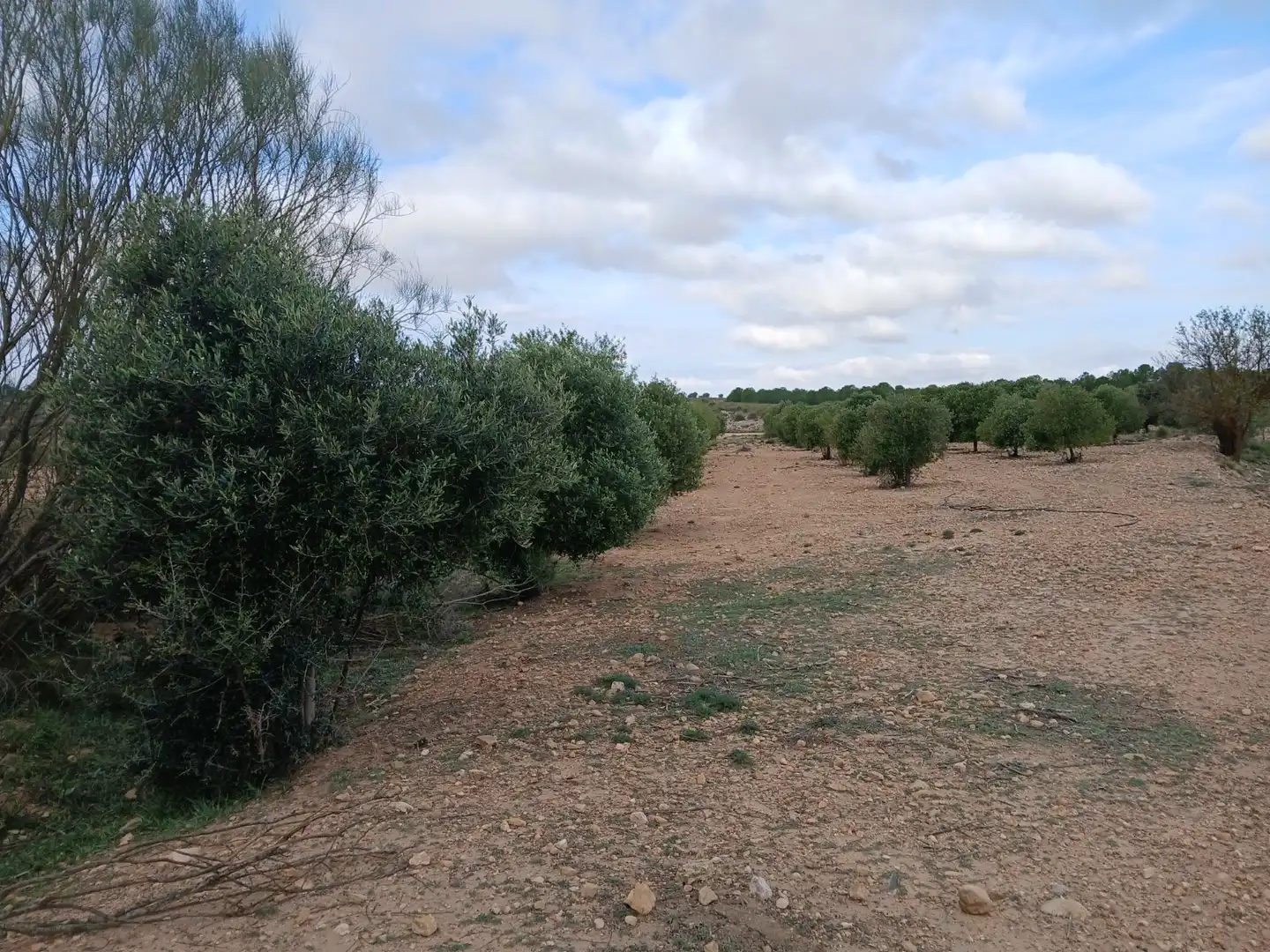 Residential land for sale in Yecla, imagen 4