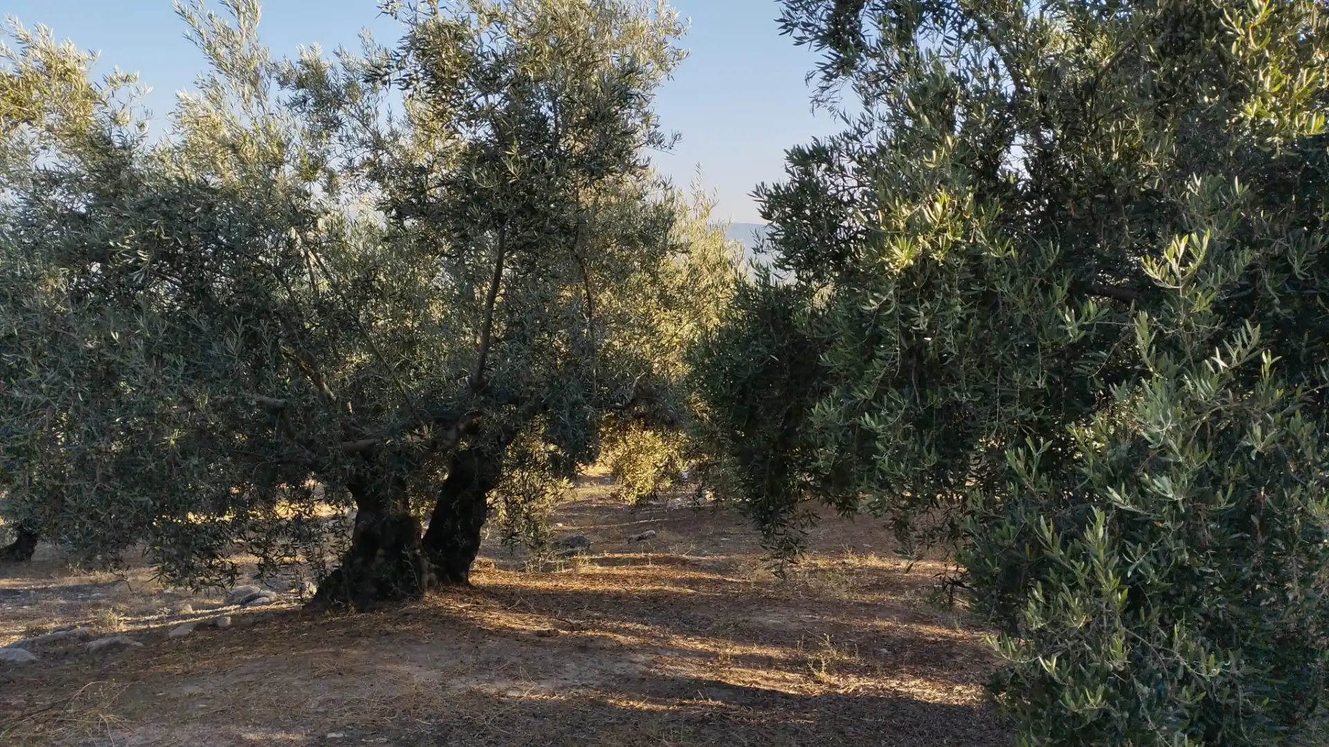 Terreno rustico in vendita a Avenida Góngora, imagen 5