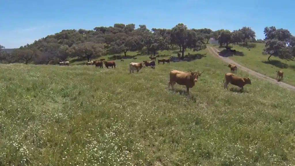 Vista exterior de Finca rústica en venta en Almodóvar del Río con Jardín privado