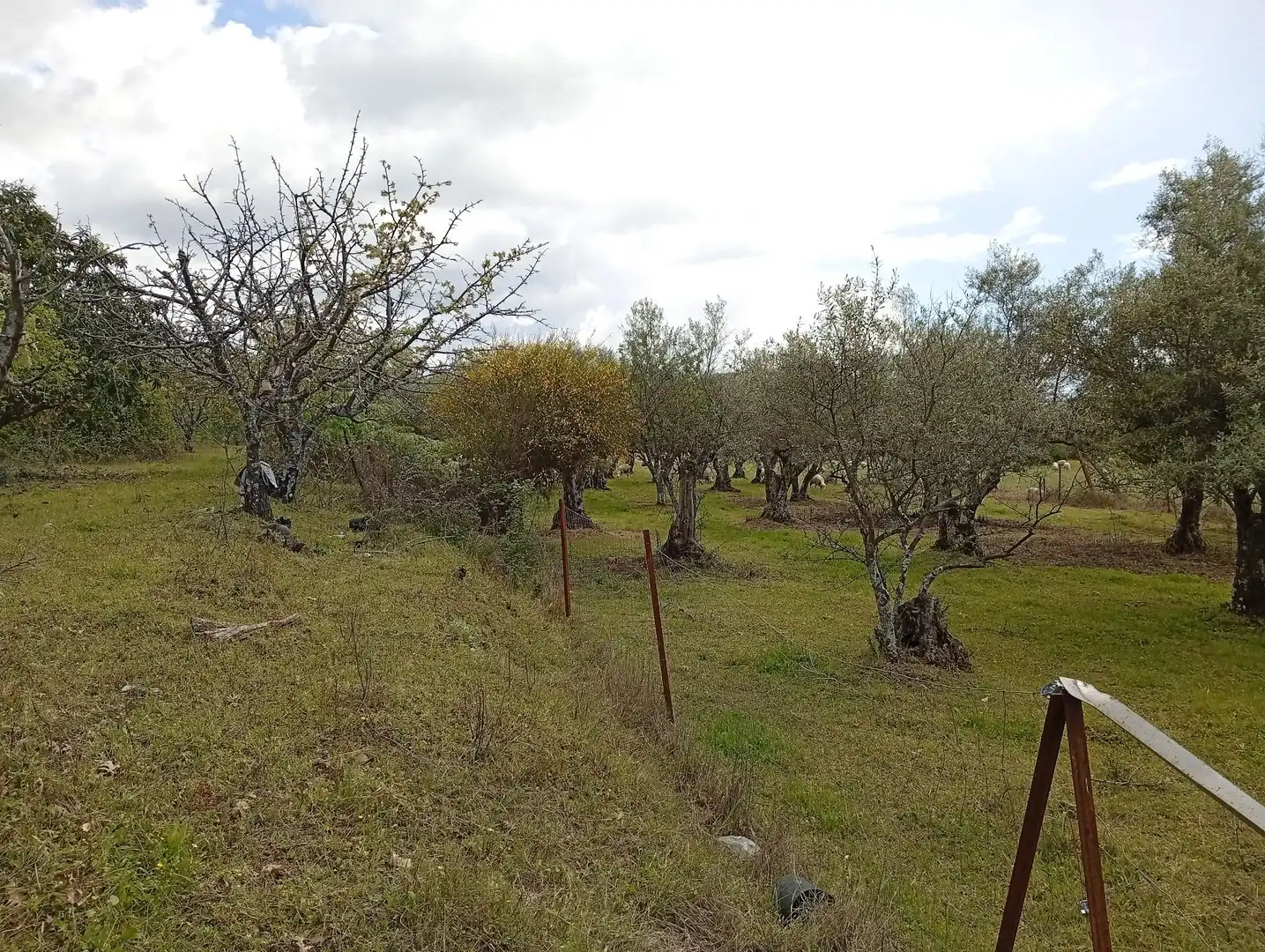 Terreni e lotti in vendita a Villanueva de la Vera, imagen 52