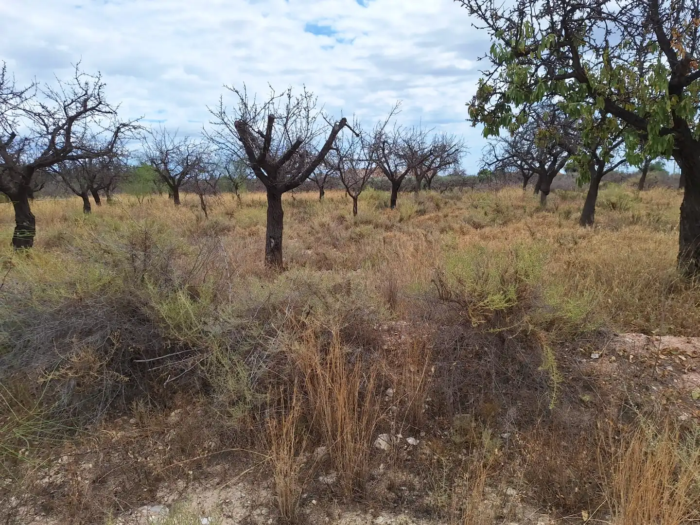 Rural land for sale in Villamontes - Boqueres, imagen 4