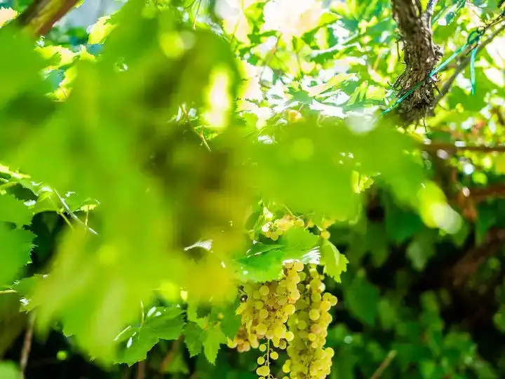Jardí de Casa o xalet en venda en Navahondilla amb Aire condicionat, Piscina i Balcó