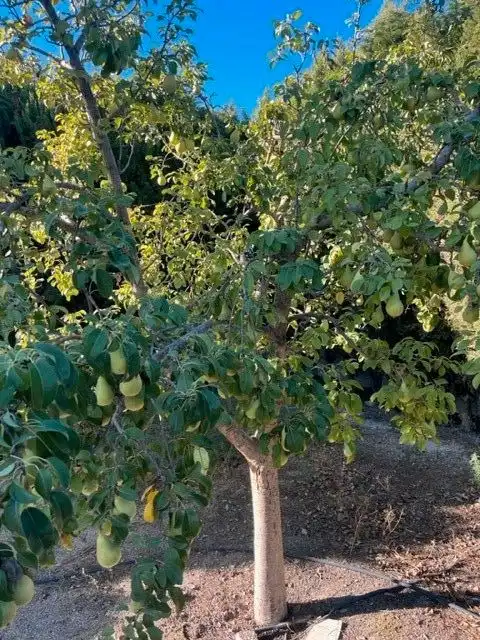 Xalet amb terrassa en venda a Pedanías - Extrarradio, imagen 15