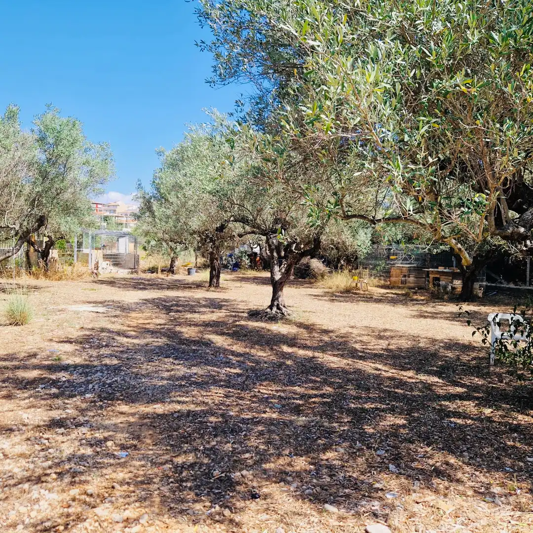Villa avec jardin à vendre à Parcent, imagen 11