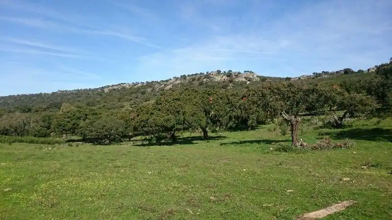 Land for sale in Salorino