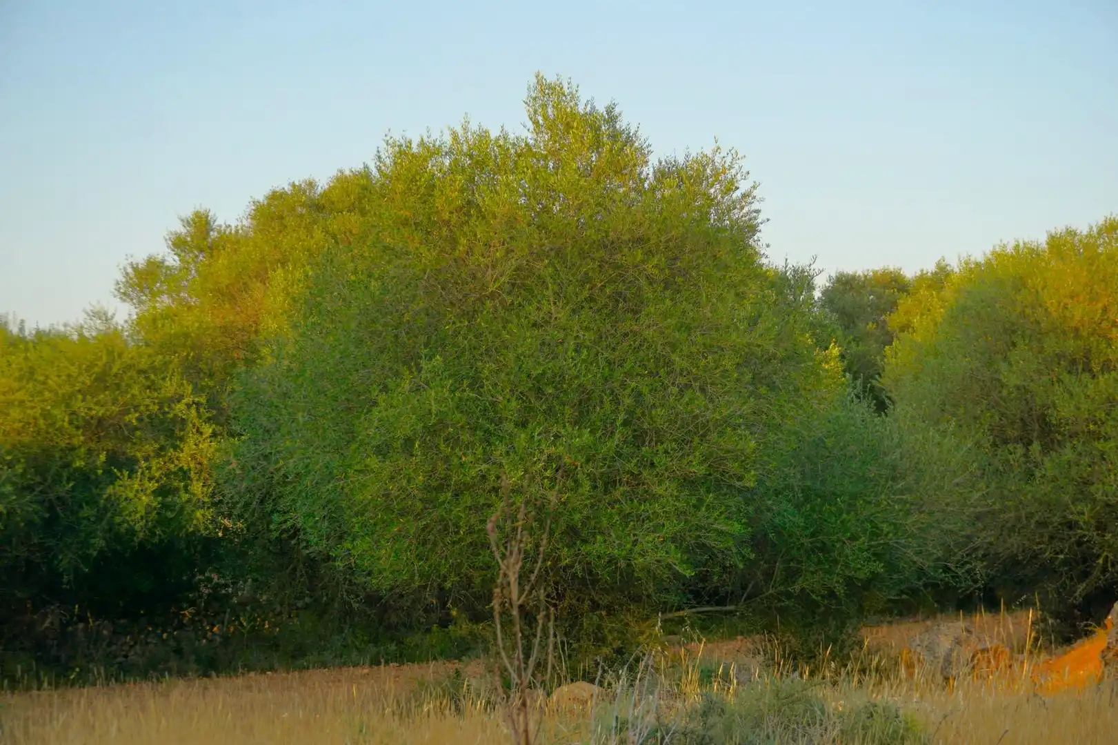 Terreno rustico in vendita a Santa Margalida Poble, imagen 6