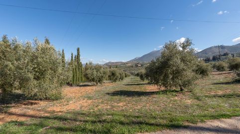 Terreno rústico en Cogollos Vega, con toma de luz y agua en la entrada, imatge 5