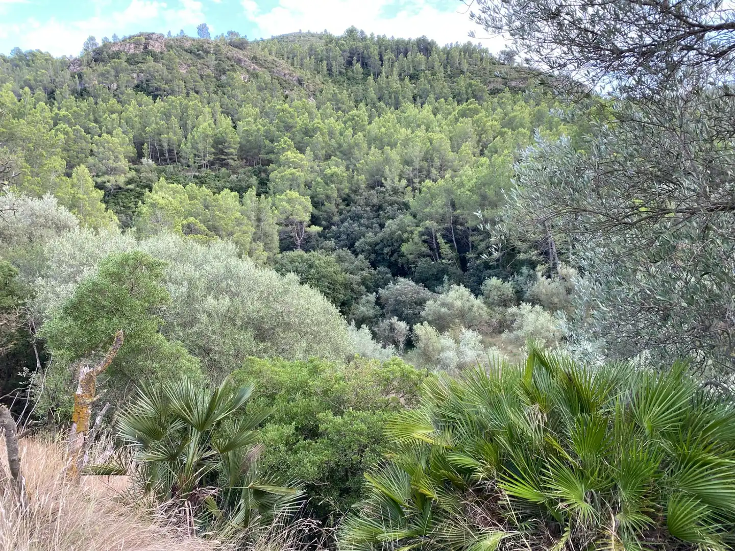 Terrain rustique à vendre à Alfara de Carles, imagen 10