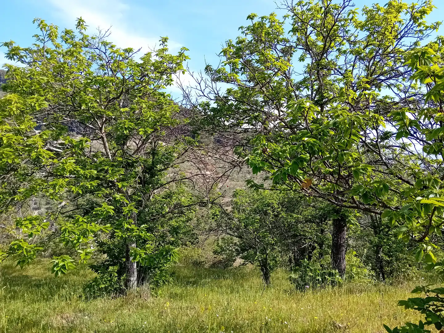 Terreno rústico en venta en Yunquera, imagen 5