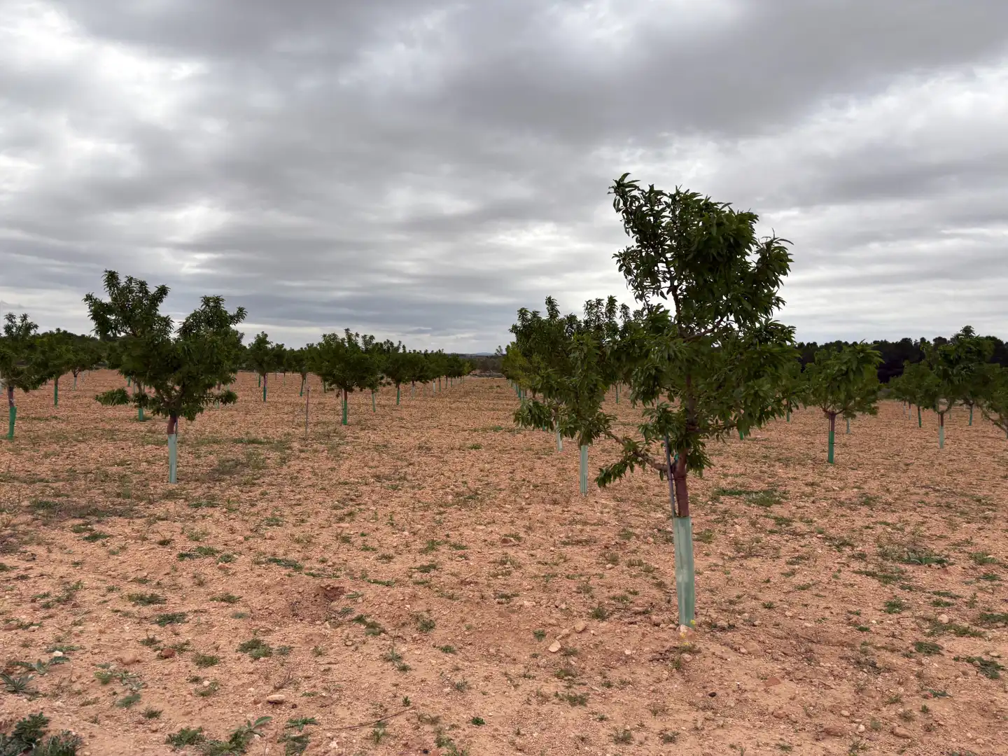 Rural land for sale in El Bonillo, imagen 7