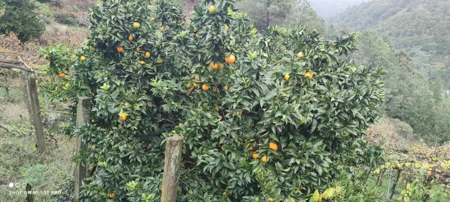 Jardí de Casa o xalet en venda en A Peroxa  amb Calefacció, Jardí privat i Terrassa