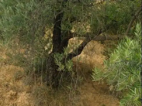 Terreni e lotti in vendita a Alhama de Granada, imagen 4