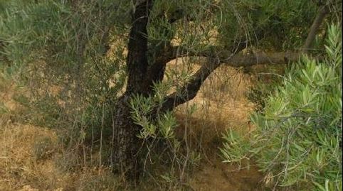 OLIVAR PARA CONSUMO PROPIO, OPCIÓN CASETA DE APEROS., imatge 4