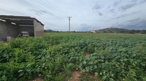 Encantadora Finca Rústica en Búger con agua propia y luz, imatge 2