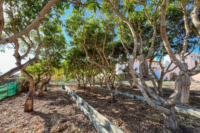 Terreno en Venta en Calle Los Medanos, -1 en Valle Gran Rey