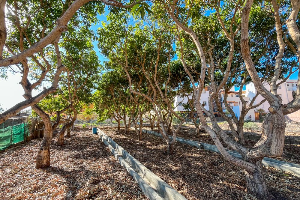 Jardín de Terreno en venta en Valle Gran Rey