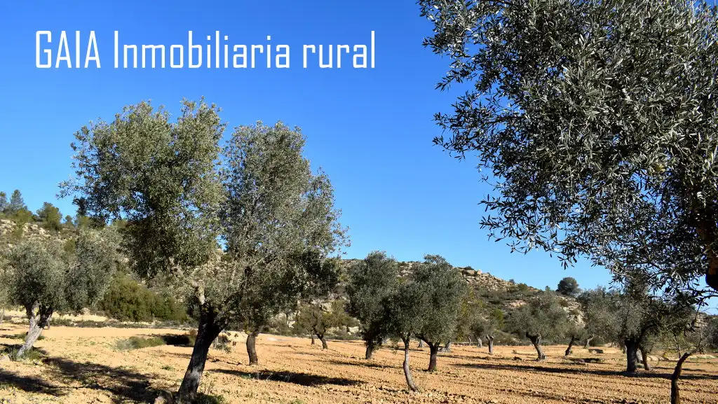 Terreni e lotti in vendita a Maella, imagen 4