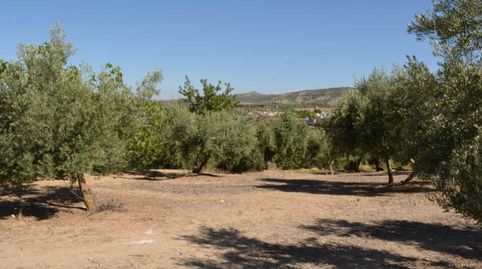 Fincas de Olivos , immagine 3