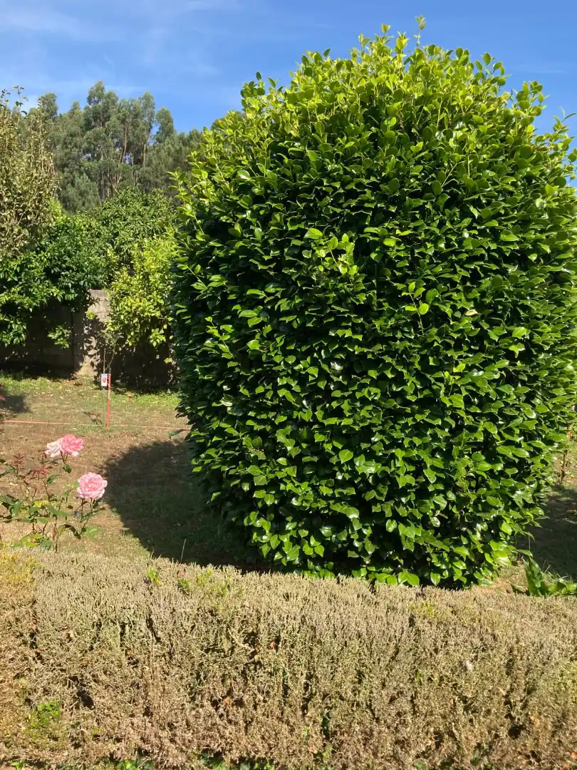 Jardí de Casa o xalet en venda en Dorneda