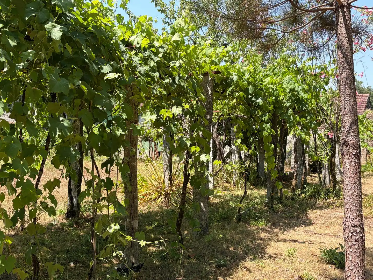 Jardí de Casa o xalet en venda en Salvaterra de Miño amb Jardí privat i Parquet