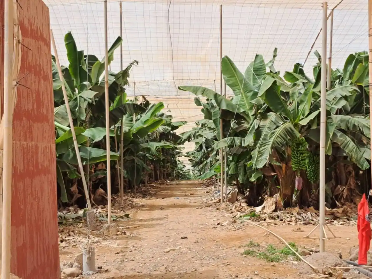 Rural land for sale in Cruce de Arinaga, imagen 17