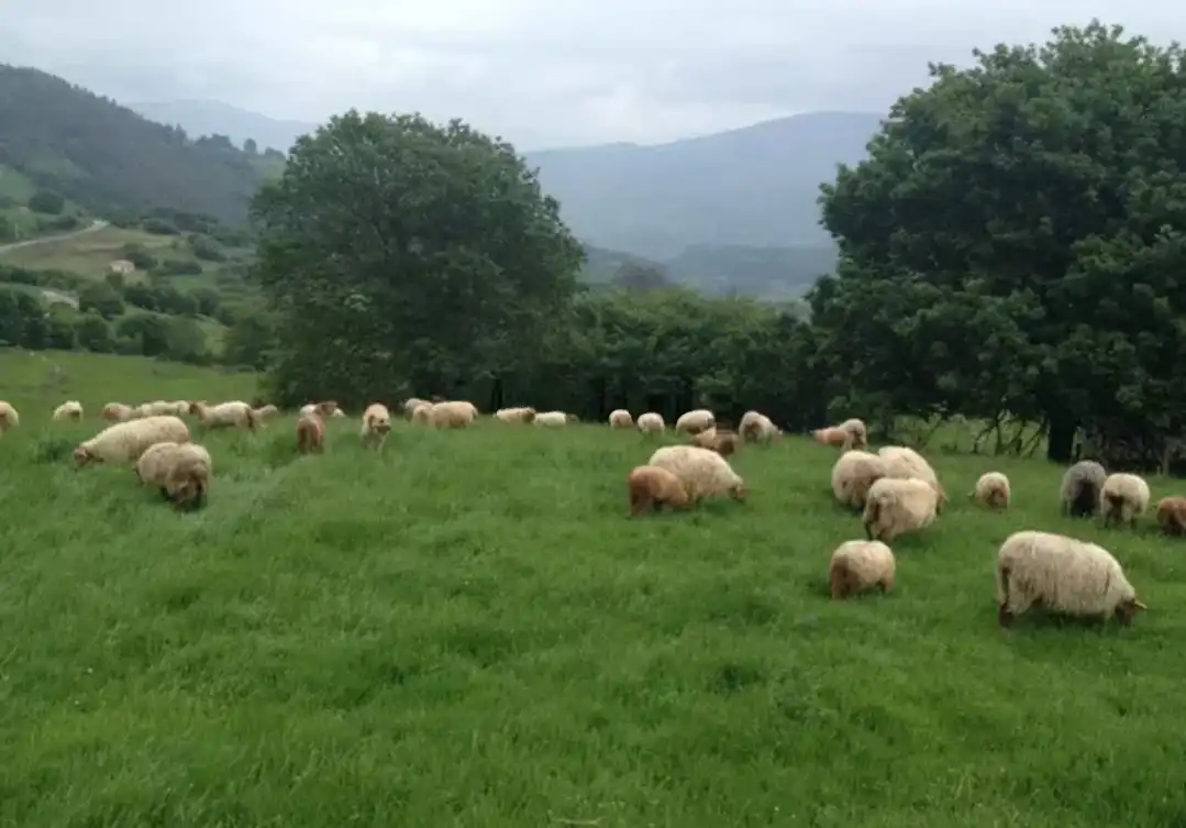 Terreno rustico in vendita a Corvera de Toranzo, imagen 7