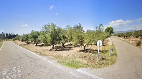 Finca de olivos con agua