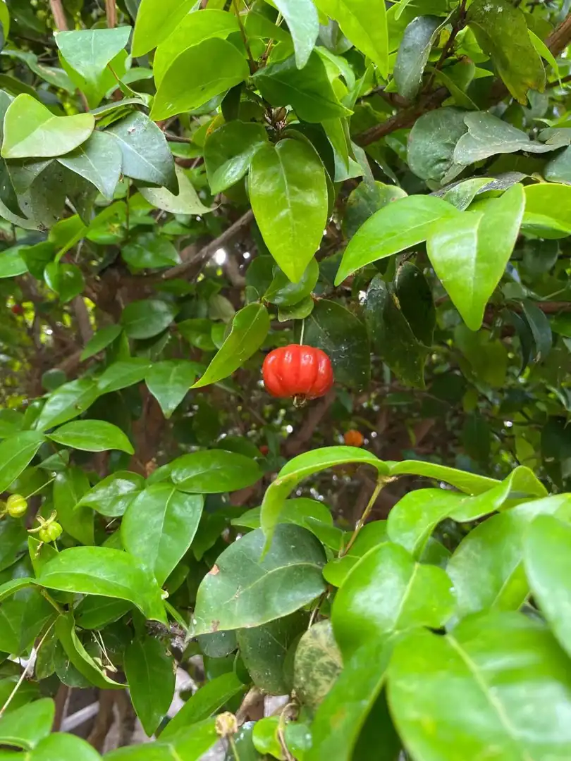 Jardí de Casa o xalet en venda en Buenavista del Norte