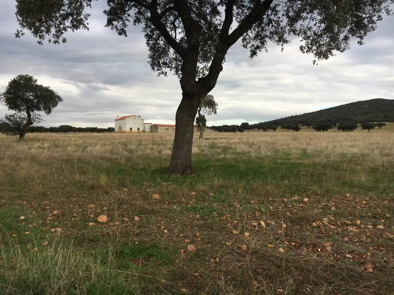 Terreny rústic en venda a Carretera  PERALEDA DEL ZAUCEJO, imagen 2