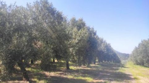 OLIVAR MARTEÑO 8X4, immagine 4