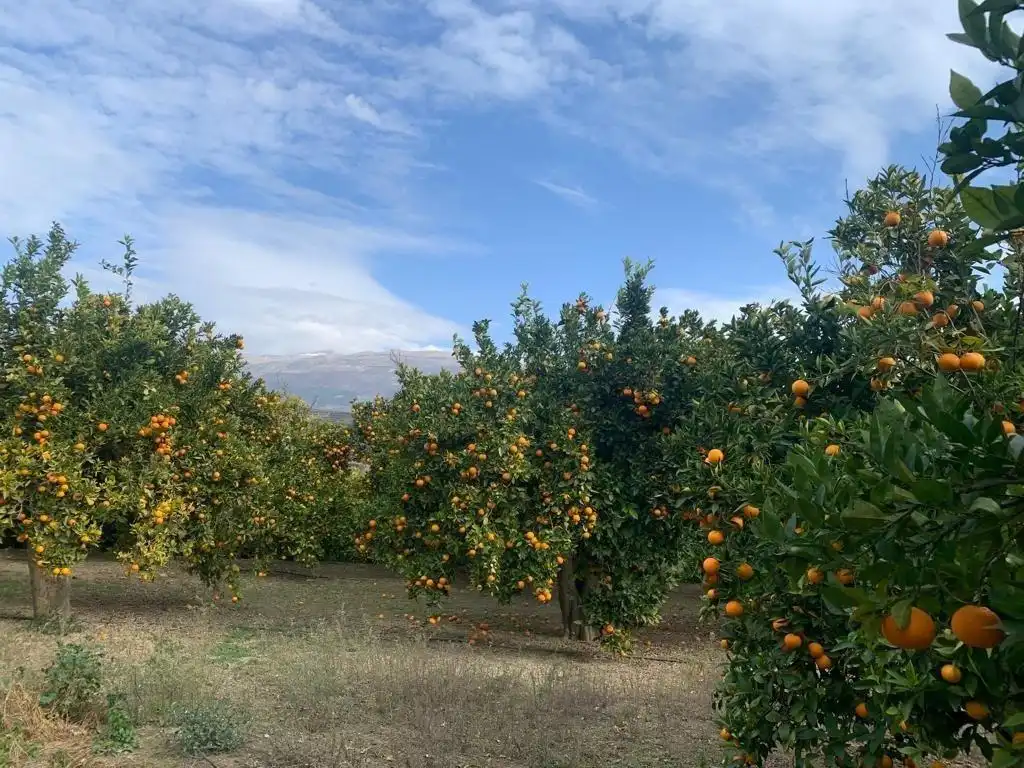 Vista exterior de Finca rústica en venta en Lecrín