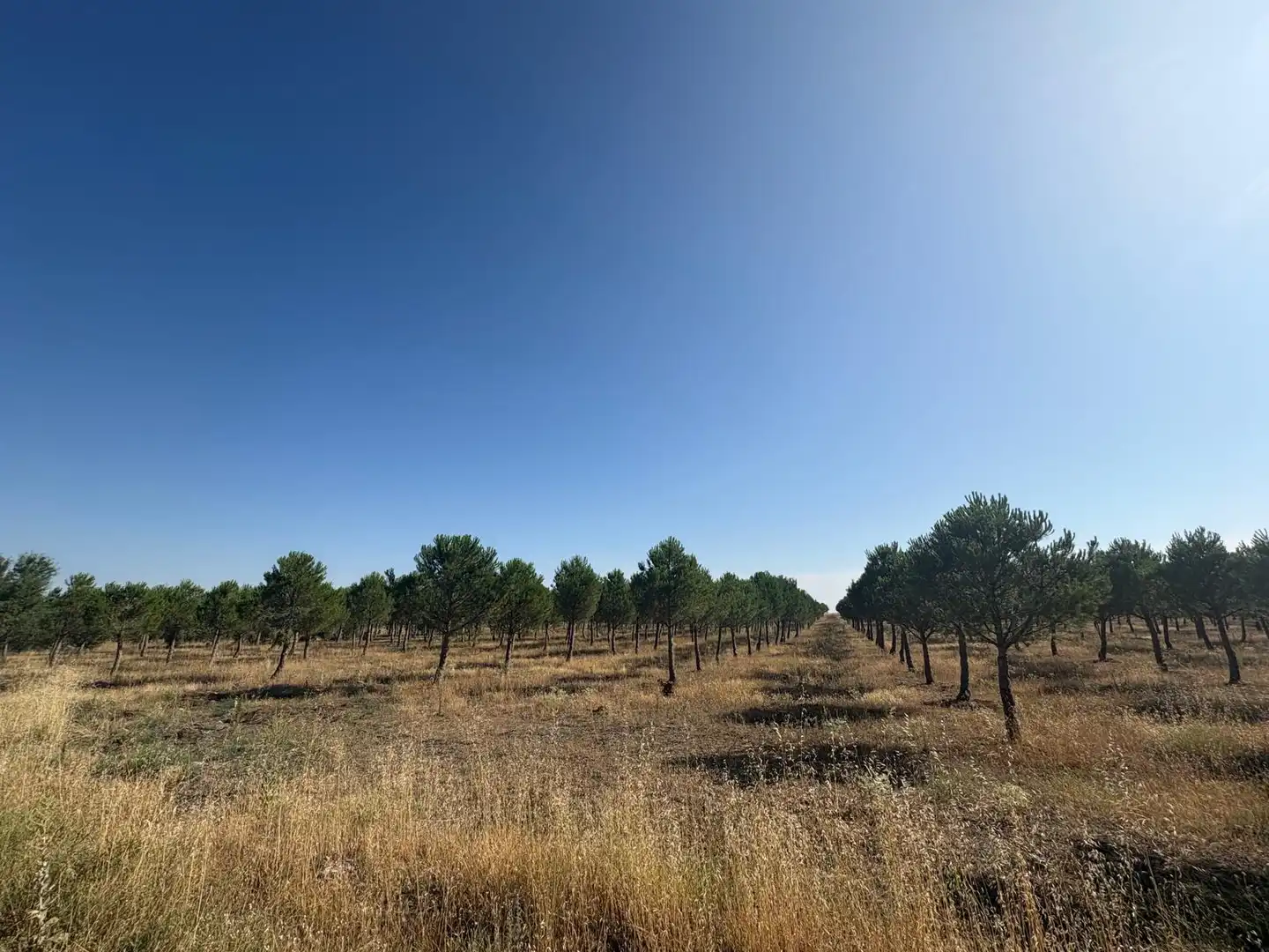 Terreno en venta en Cogeces del Monte