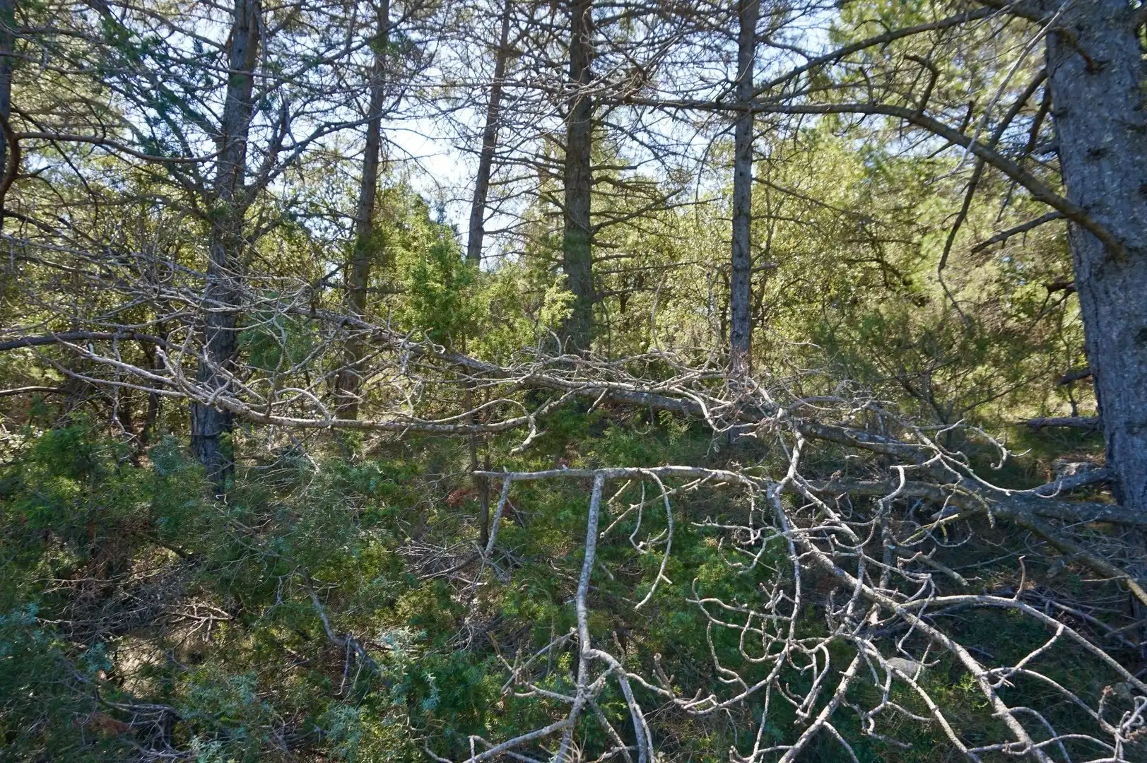 Terreno rústico en venta en La Serreta, imagen 16