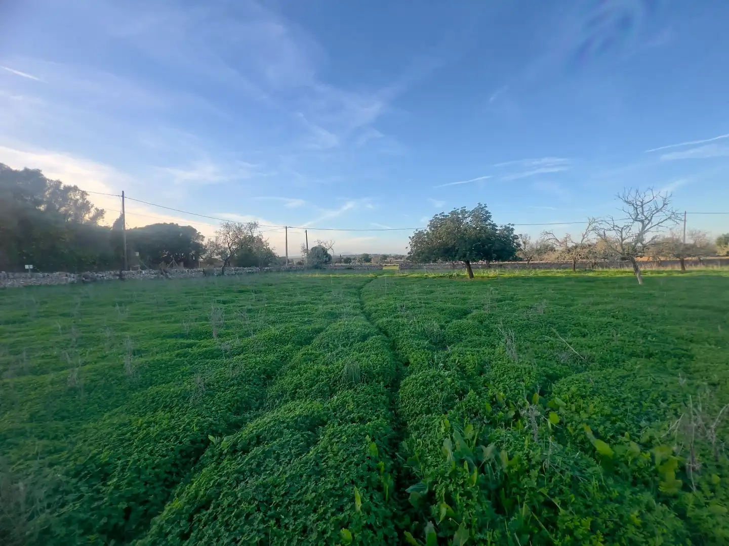 Rural land for sale in Cas Concos - Santanyí, imagen 24