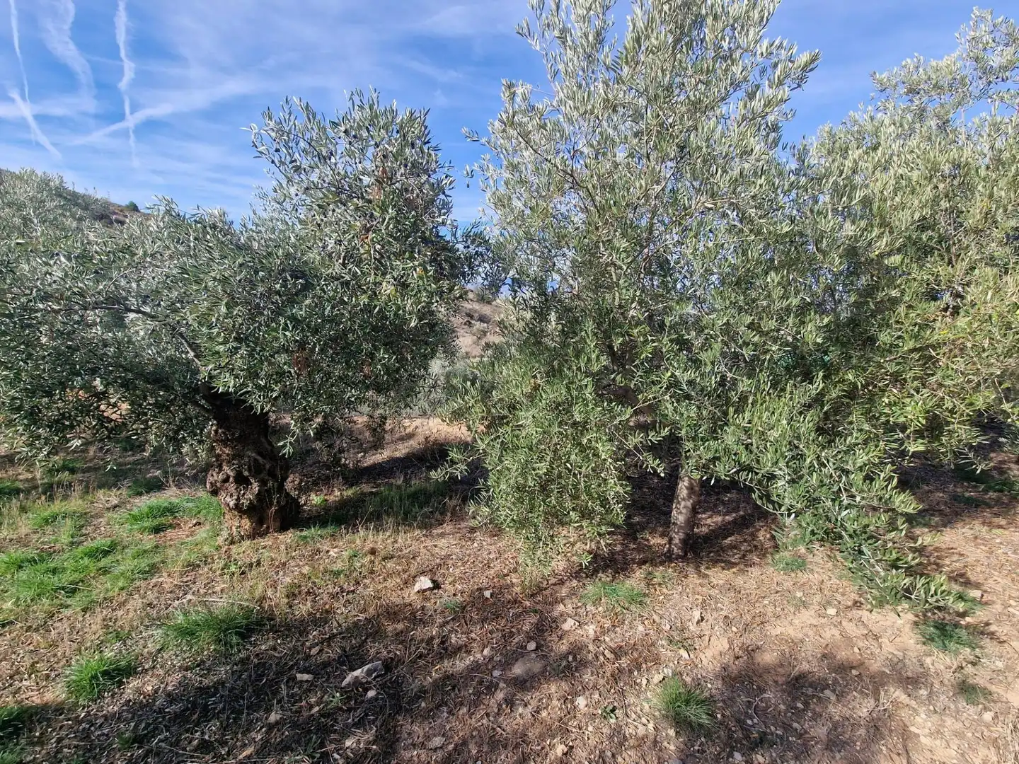 Maison rustique avec jardin à vendre à Cogollos de la Vega, imagen 74