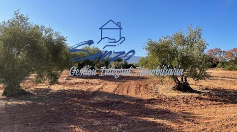 Finca rústica de olivar, imagen 4