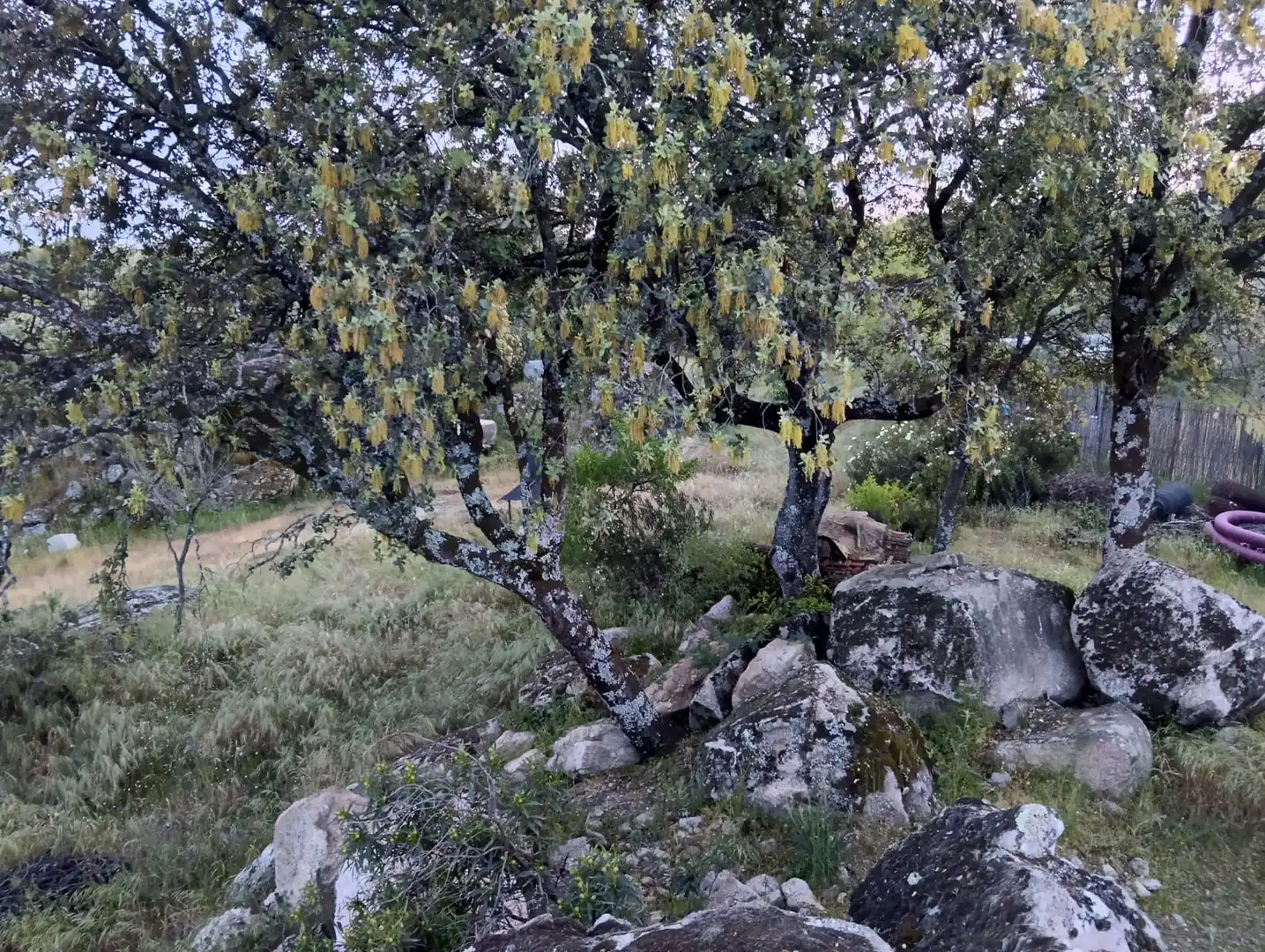 Jardí de Casa o xalet en venda en Valdemorillo