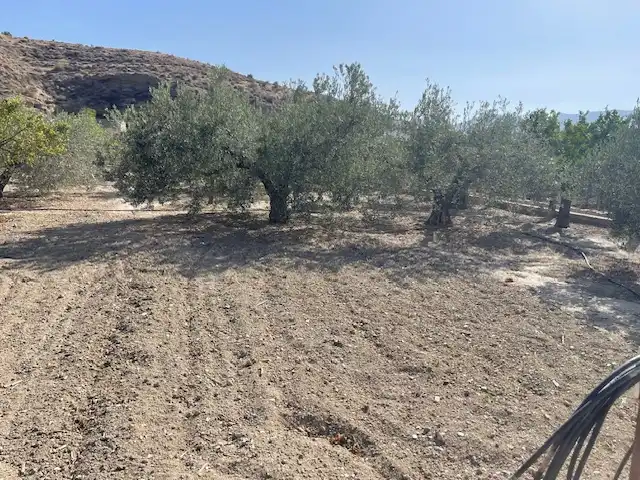 Land for sale in Pechina