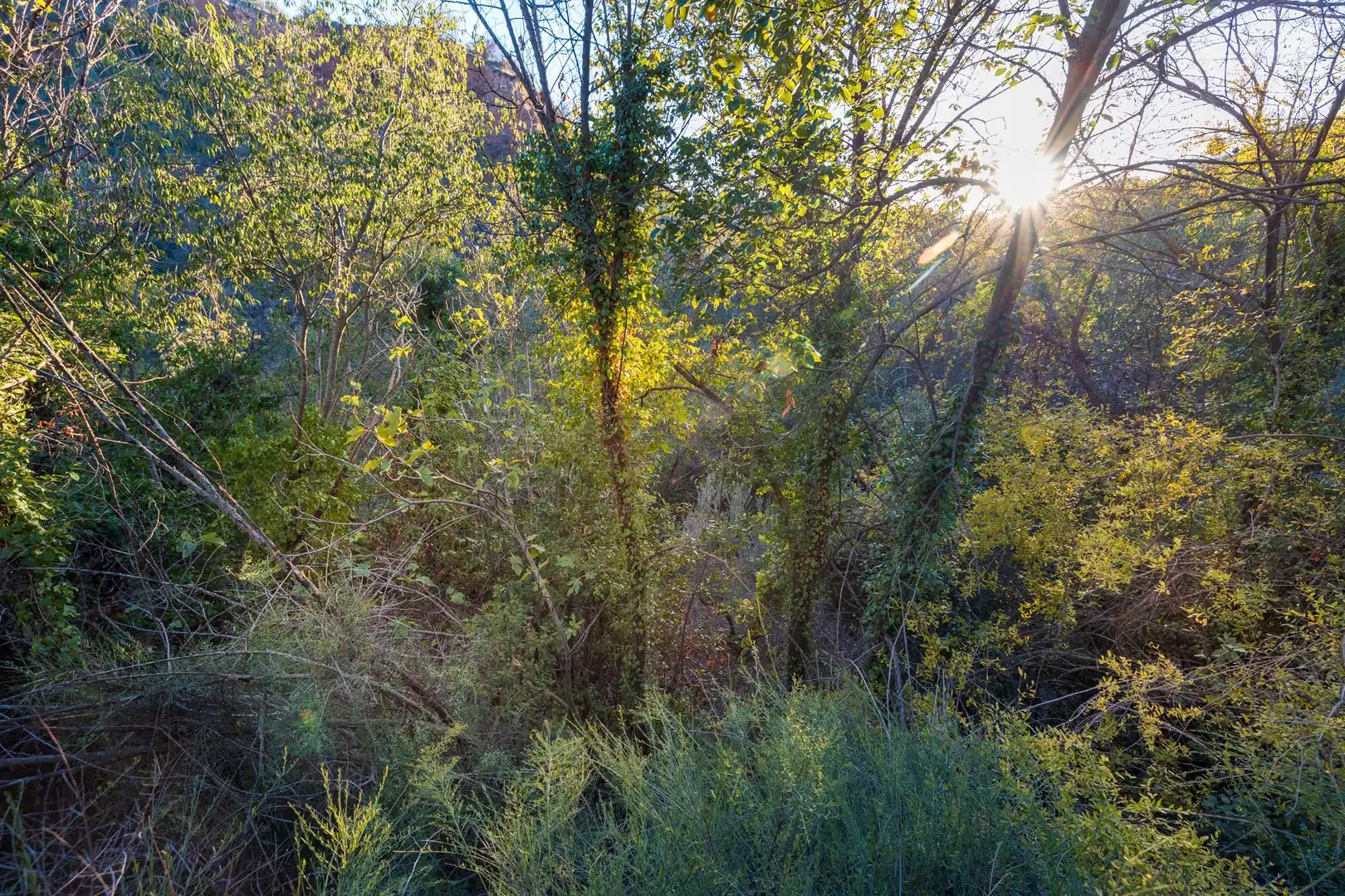 Jardí de Casa o xalet en venda en Cogollos de la Vega