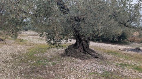 Photo 3 of Land for sale in Traiguera, Castellón