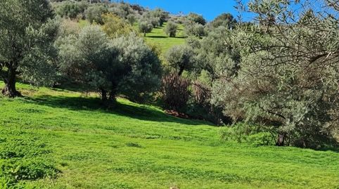 A la VENTA exclusiva PARCELA RÚSTICA de 5.000 m² con MOBIL HOME en Alora, immagine 3