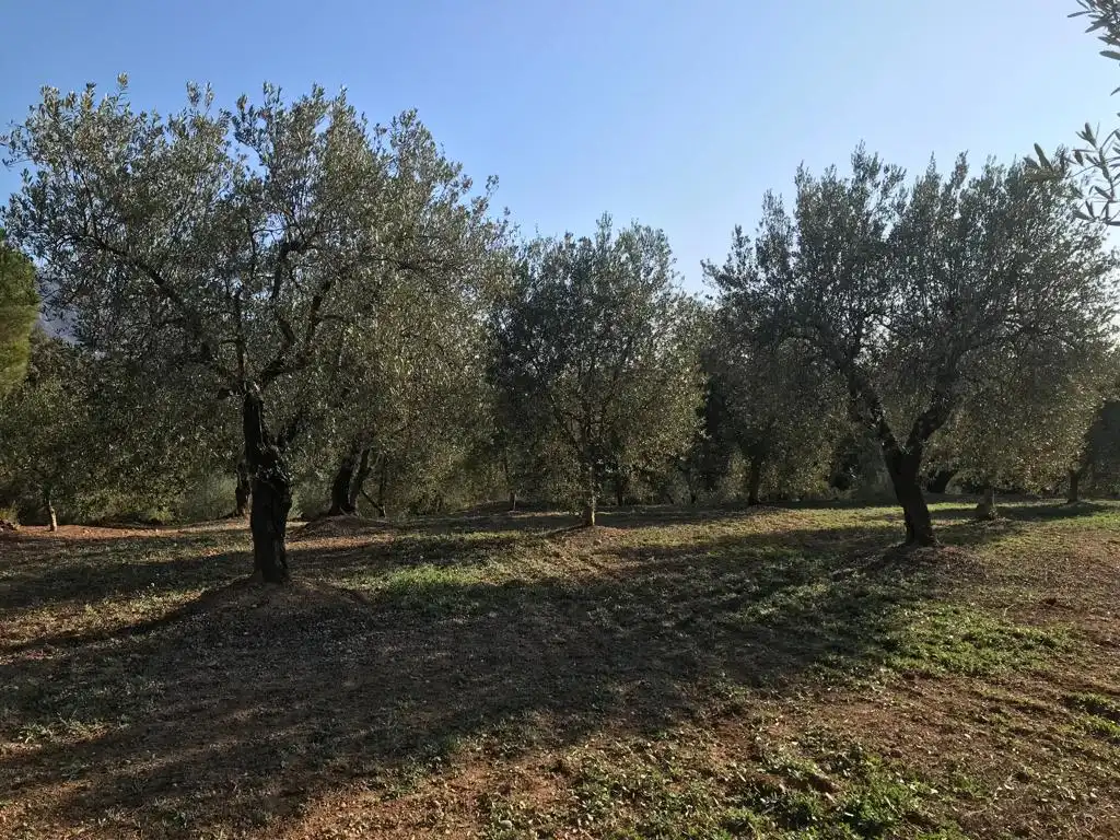 Terrain rustique à vendre à El Bruc, imagen 6