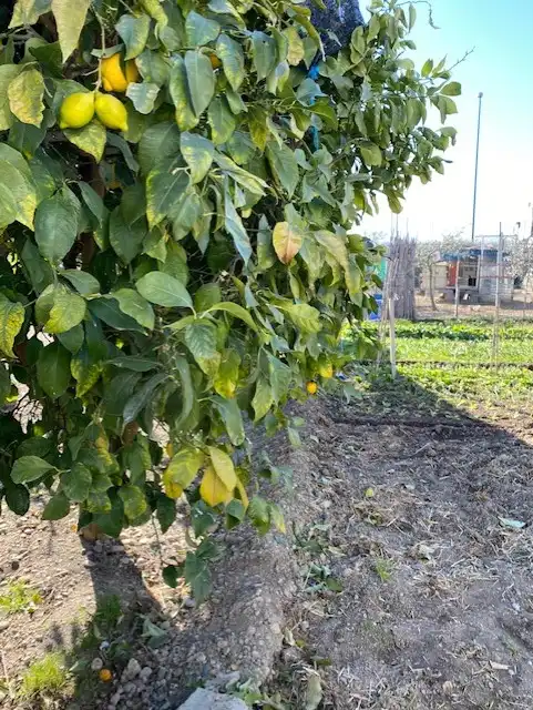 Terreni e lotti in vendita a Calle la Cenia, imagen 16