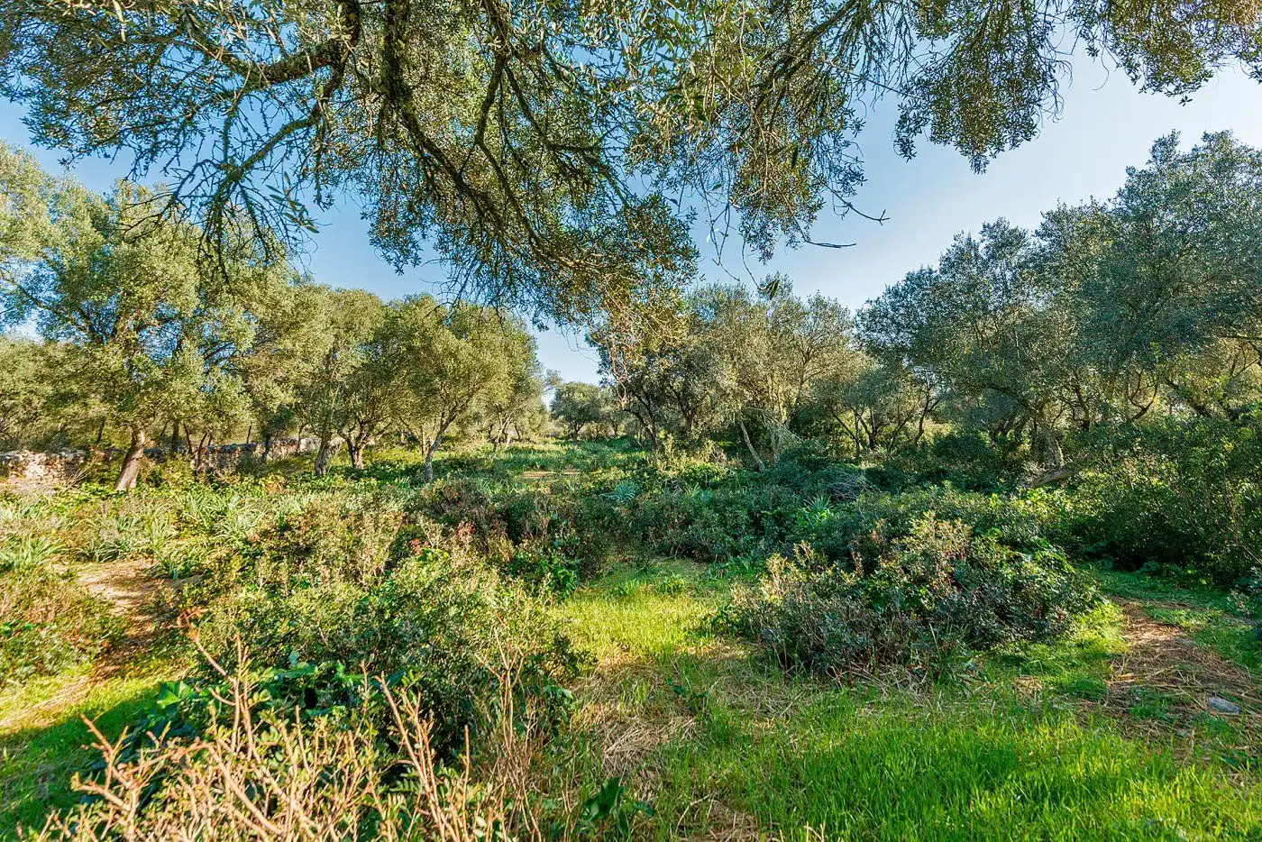 Country homes for sale in Inca
