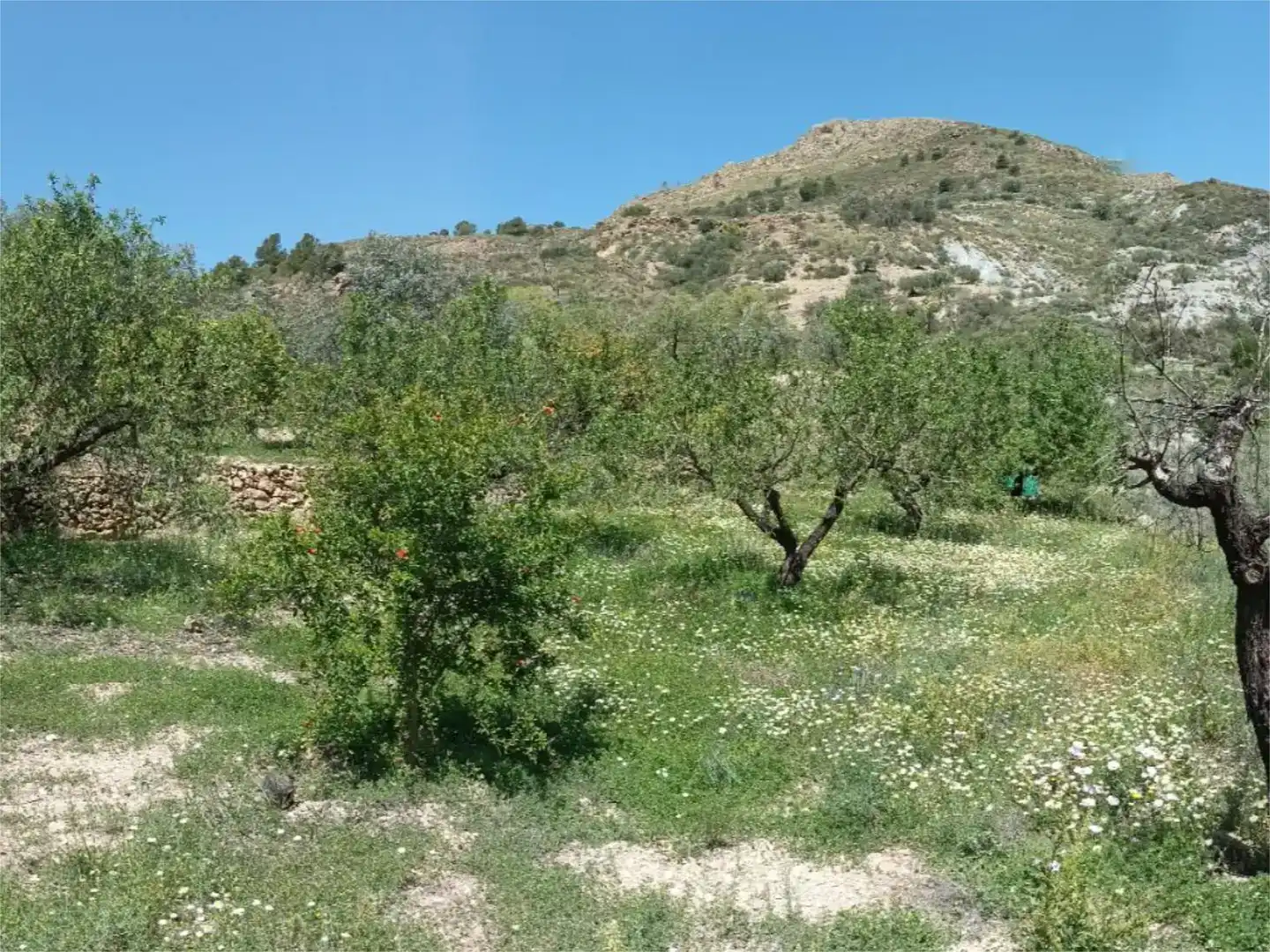 Terreno en venta en Almegíjar
