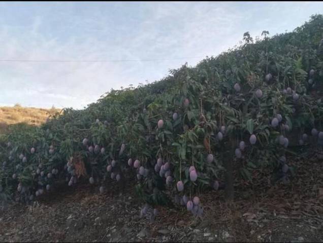 Casa-chalet en Venta en Capuchinos - Los Olivos