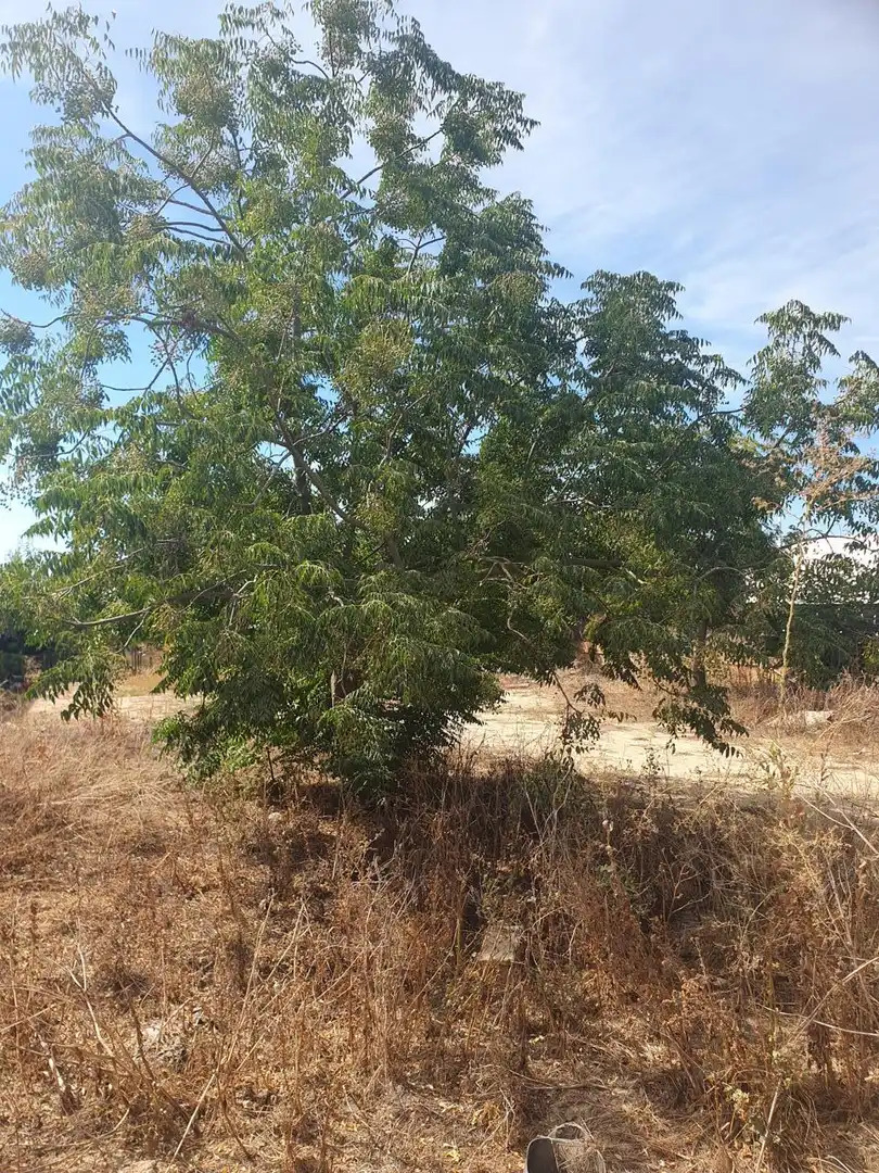 Terreni e lotti in vendita a La Puebla del Río, imagen 4
