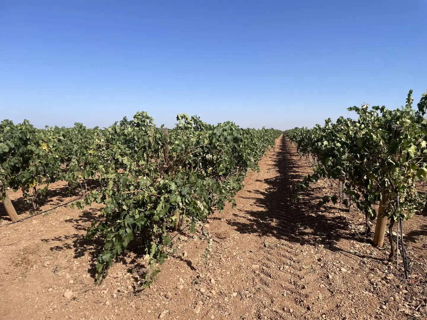 Rural land for sale in Argamasilla de Alba, imagen 36